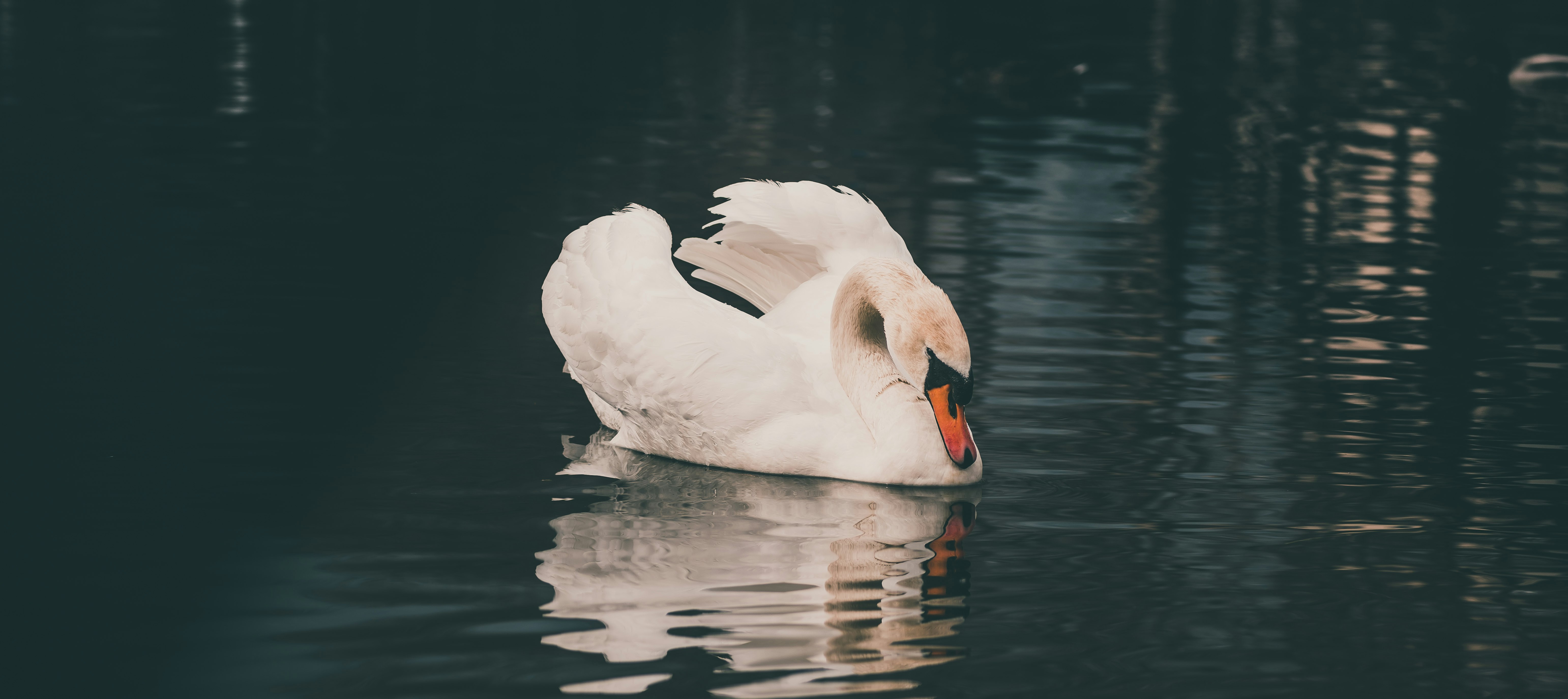 white swan reflected on body of water